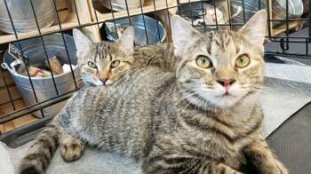 Rescue American Shorthair Cats for Adoption in Forney, Texas - Rose And Camilla | PetCurious