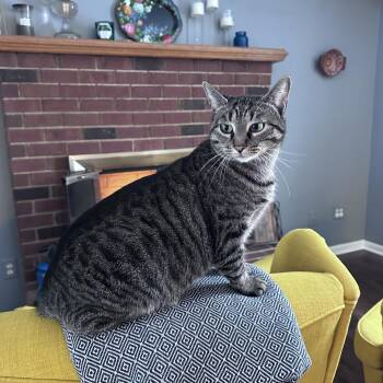 Domestic Short Hair Cats Available for Adoption - Shiloh | PetCurious