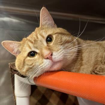 Domestic Short Hair Cats Available for Adoption in Salt Lake City, Utah - Queso | PetCurious