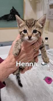 Peaches -  Domestic Short Hair Cat for Adoption in Plattsburgh, New York - Peaches | PetCurious