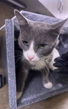 Domestic Short Hair Cats Available for Adoption in Irving, Texas - Han Solo | PetCurious