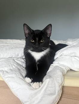 Rescue Domestic Short Hair Cats for Adoption in Auburn, Washington - Tux | PetCurious