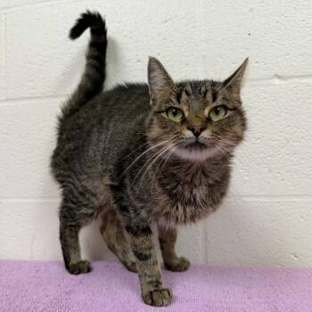 SVAS-Stray-39597 -  Domestic Short Hair Cat for Adoption in Lyndhurst, Virginia - SVAS-Stray-39597 | PetCurious