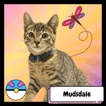 Rescue Domestic Short Hair Cats for Adoption in Suisun City, California - Mudsdale | PetCurious