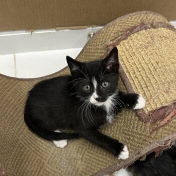 Paprika -  Domestic Short Hair Cat for Adoption in Riverside, California - Paprika | PetCurious