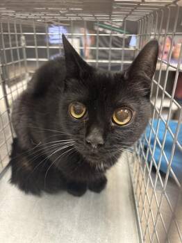 OSITA -  Domestic Short Hair Cat for Adoption in Las Vegas, Nevada - OSITA | PetCurious