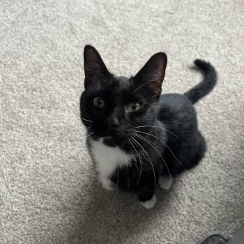 Rescue Domestic Short Hair Cats for Adoption in Chicago, Illinois - Lizzy | PetCurious