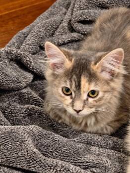 Daisy Duke -  Domestic Long Hair Cat for Adoption in Millcreek, Utah - Daisy Duke | PetCurious