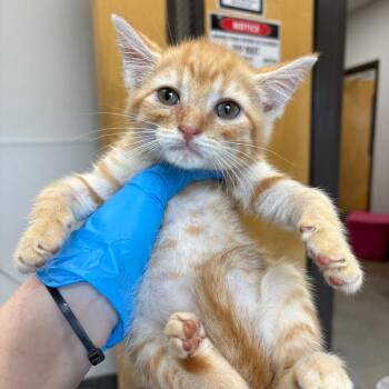 Domestic Long Hair Cats Available for Adoption in Columbiana, Alabama - Glucose Meter | PetCurious