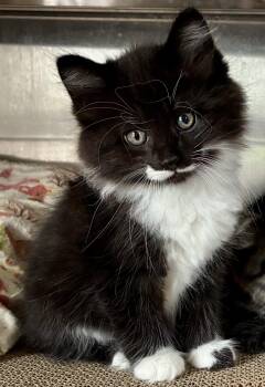 Figaro -  Tuxedo and Domestic Long Hair Cat for Adoption in Sandusky, Michigan - Figaro | PetCurious
