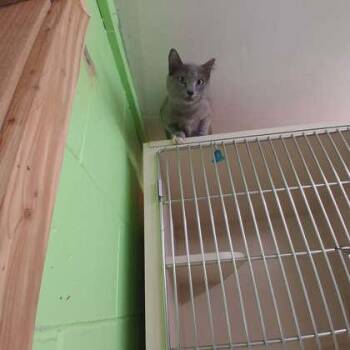 Speedy -  Domestic Short Hair Cat Available for Adoption in Scottsbluff, Nebraska - Speedy | PetCurious
