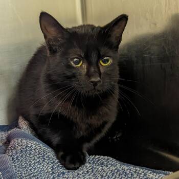 Meredith -  Domestic Short Hair Cat for Adoption in Auburn, Alabama - Meredith | PetCurious