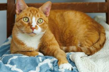 Smeegs -  Domestic Short Hair Cat for Adoption in Chester Springs, Pennsylvania - Smeegs | PetCurious