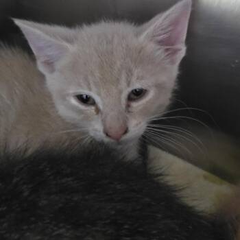 Salem 26-0569 -  Domestic Short Hair Cat for Adoption in Yanceyville, North Carolina - Salem 26-0569 | PetCurious