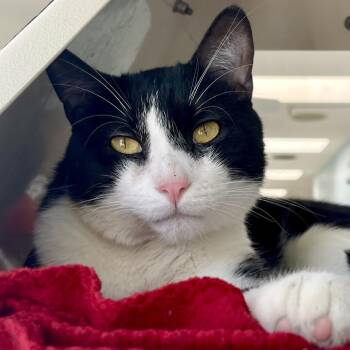 Rocket Raccoon -  Domestic Short Hair Cat Available for Adoption in Riverwoods, Illinois - Rocket Raccoon | PetCurious