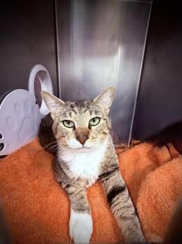 Domestic Short Hair Cats Available for Adoption - Tom Brady | PetCurious