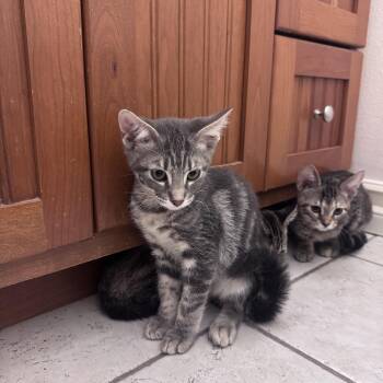 Sprint -  Domestic Medium Hair Cat Available for Adoption in San Diego, California - Sprint | PetCurious