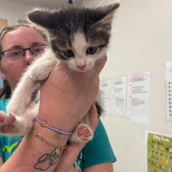 Cow da Meow -  Domestic Medium Hair Cat for Adoption in Charleston, West Virginia - Cow Da Meow | PetCurious
