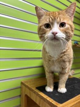 Domestic Short Hair Cats Available for Adoption - ELVIS PRESLEY | PetCurious