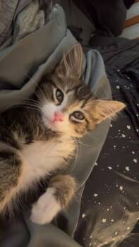 Maine Coon Cats Available for Adoption in Tracy, California - Magoo | PetCurious