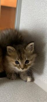 Jeepers -  Domestic Long Hair Cat for Adoption in Marietta, Georgia - Jeepers | PetCurious