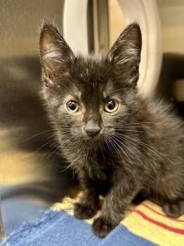 Tommy -  Domestic Short Hair Cat for Adoption in Wichita, Kansas - Tommy | PetCurious