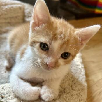 Daikon -  Domestic Short Hair Cat for Adoption in Huntsville, Alabama - Daikon | PetCurious