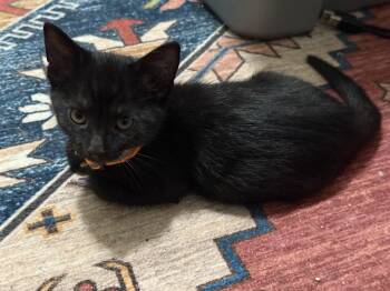 Mishka -  Domestic Short Hair Cat for Adoption in Albuquerque, New Mexico - Mishka | PetCurious