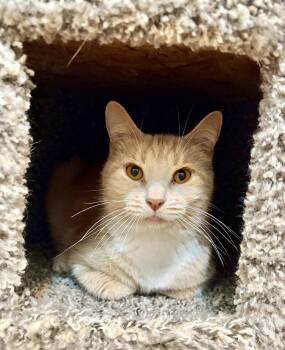Queenie -  Domestic Short Hair Cat for Adoption in Rootstown, Ohio - Queenie | PetCurious