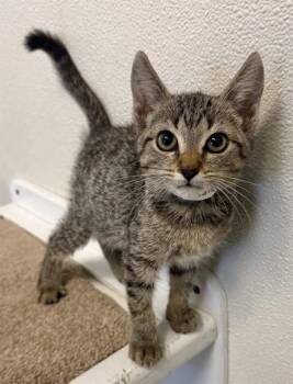 JULIANNE -  Domestic Short Hair Cat for Adoption in Sarasota, Florida - JULIANNE | PetCurious