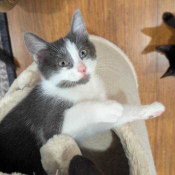 Lady Grey -  Russian Blue and Domestic Short Hair Cat for Adoption in UNIVERSITY PA, Maryland - Lady Grey | PetCurious