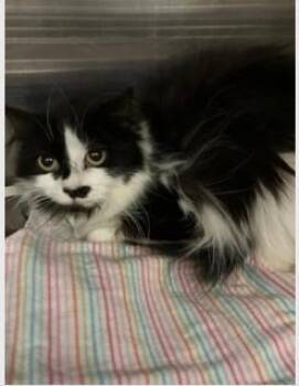 Domestic Medium Hair Cats Available for Adoption - Josie | PetCurious