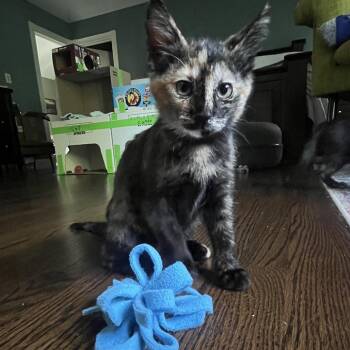Aven -  Domestic Short Hair Cat for Adoption in Naperville, Illinois - Aven | PetCurious