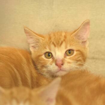Banana -  Domestic Short Hair Cat for Adoption in Belleville, Illinois - Banana | PetCurious