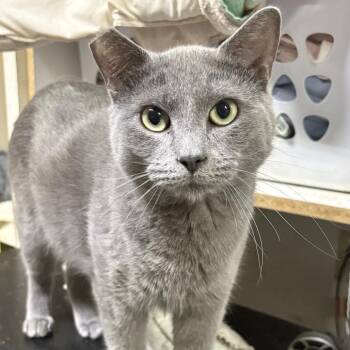 American Shorthair Cats Available for Adoption in Pittsburg, Kansas - Hemmingway | PetCurious