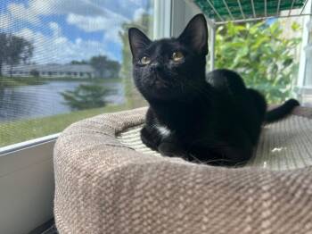 Rescue Domestic Short Hair Cats for Adoption in Boca Raton, Florida - Ziggy | PetCurious