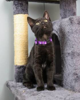 Rescue Domestic Short Hair Cats for Adoption in Ocean Springs, Mississippi - Nyx | PetCurious