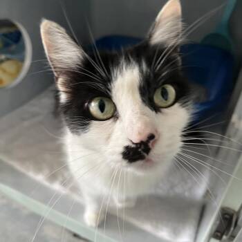 Domestic Medium Hair Cats Available for Adoption - Magpie | PetCurious