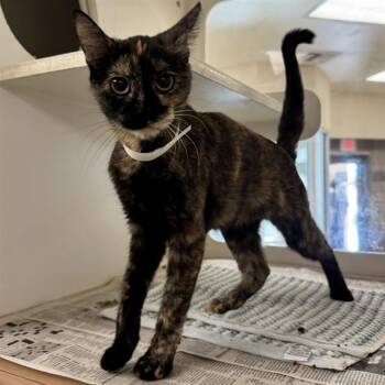 PATRICIA -  Domestic Short Hair Cat for Adoption in Riverside, California - PATRICIA | PetCurious