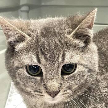 Jeff -  Domestic Short Hair Cat Available for Adoption in Mt. Juliet, Tennessee - Jeff | PetCurious