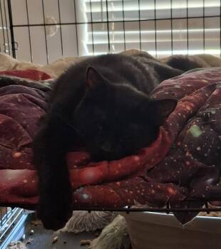 AMADAUS -  American Shorthair Cat for Adoption in Cottonwood, California - AMADAUS | PetCurious