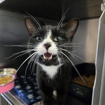Socks 26-280 -  Domestic Short Hair Cat for Adoption in Tawas City, Michigan - Socks 26-280 | PetCurious