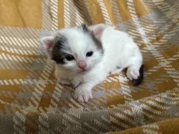 Domestic Short Hair Cats Available for Adoption in Mustang, Oklahoma - Seven | PetCurious