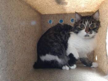 SOCKS -  Domestic Short Hair Cat for Adoption in Albuquerque, New Mexico - SOCKS | PetCurious