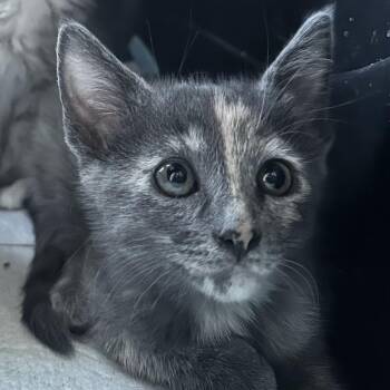 Rescue Domestic Short Hair Cats for Adoption in Santa Ana, California - Larissa | PetCurious