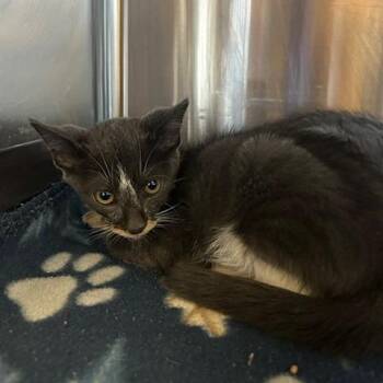 Miss T -  Domestic Short Hair Cat for Adoption in Knoxville, Tennessee - Miss T | PetCurious