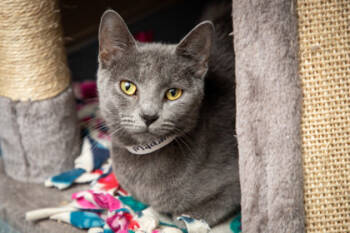 Rescue Domestic Short Hair Cats for Adoption in Maumee, Ohio - Madame | PetCurious