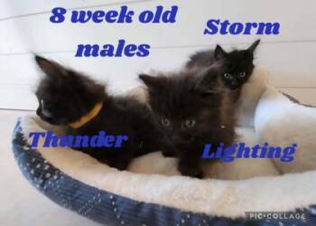 Domestic Long Hair and Domestic Short Hair Cats Available for Adoption in Wilkesboro, North Carolina - Storm | PetCurious