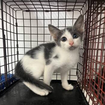 Arlina -  Domestic Medium Hair Cat for Adoption in Edinburg, Texas - Arlina | PetCurious