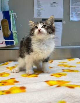 Kazoo -  Domestic Medium Hair Cat for Adoption in Delson, Quebec - Kazoo | PetCurious